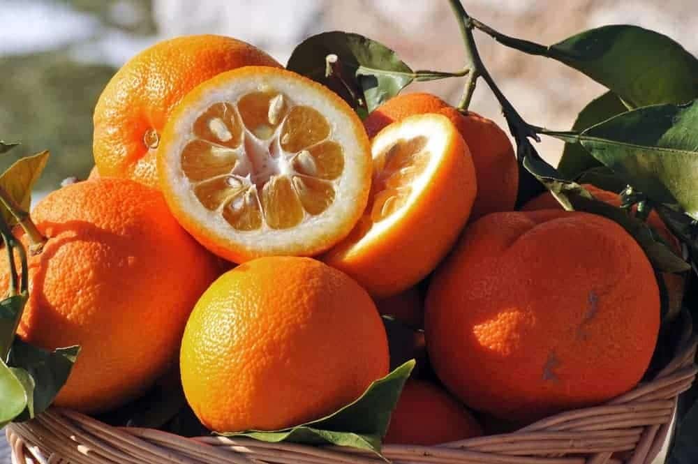 تصویر 1 از خرید و قیمت انواع بهار نارنج